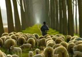 Diferentes tipos de pastores